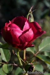 Darcey Bussell Darcey Bussell