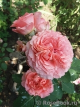 Rose Corona Rose Corona