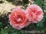 Rose Corona Rose Corona