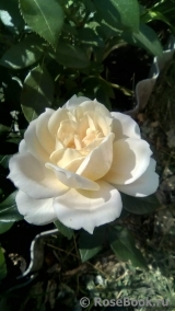 Lions Rose Lions Rose