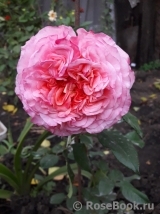 Augusta Luise Augusta Luise