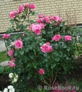 Baronesse Baronesse