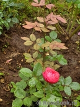 Gartenprinzessin Marie-Jose ® Gartenprinzessin Marie-Jose ®