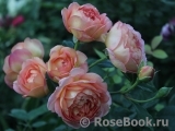 Lady of Shalott Lady of Shalott
