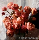 COMPOSITION COMPOSITION