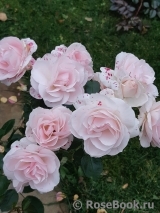 Aspirin Rose Aspirin Rose
