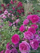 Scent of Woman ® Scent of Woman ®