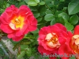 Decor Arlequin Decor Arlequin