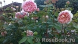Abraham Darby Abraham Darby