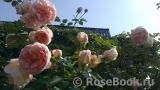 Abraham Darby Abraham Darby