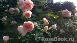 Abraham Darby Abraham Darby