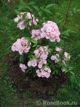 Heavenly Pink Heavenly Pink