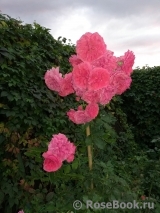 Rosarium Uetersen Rosarium Uetersen