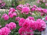 Rosarium Uetersen Rosarium Uetersen