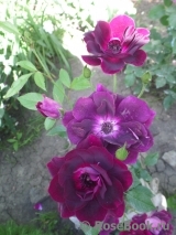 Burgundy Ice Burgundy Ice