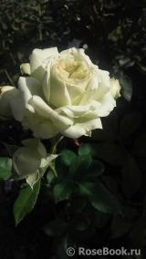 Lovely Green ® Lovely Green ®
