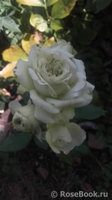 Lovely Green ® Lovely Green ®