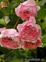 Alan Titchmarsh Alan Titchmarsh