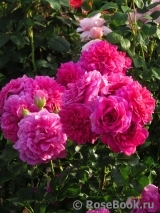 Princess Anne Princess Anne
