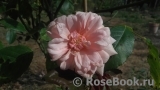 Perle d'Or Perle d'Or