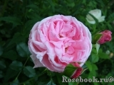 Coral Dawn Coral Dawn