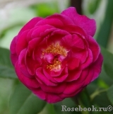 Scent of Woman ® Scent of Woman ®