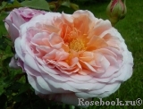 English Garden® English Garden®