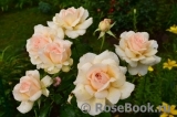 Chandos Beauty Chandos Beauty