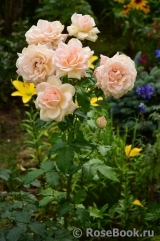 Chandos Beauty Chandos Beauty