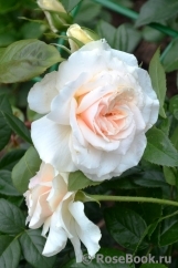 Pride and Prejudice Pride and Prejudice