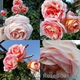 Abraham Darby Abraham Darby