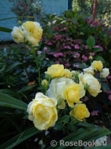 Golden Border Golden Border