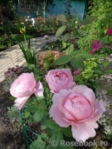 The Alnwick Rose The Alnwick Rose