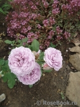 Novalis Novalis