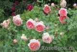 Abraham Darby Abraham Darby