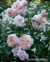 Elizabeth Stuart Elizabeth Stuart