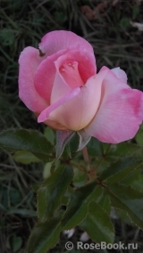 Sweet Delight ® Sweet Delight ®