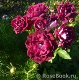 Burgundy Ice Burgundy Ice