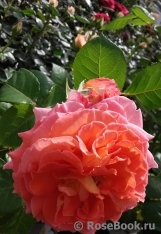 Festirose ® Festirose ®