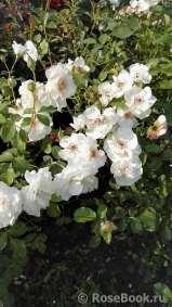 Jacqueline du Pre Jacqueline du Pre