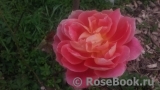 Festirose ® Festirose ®