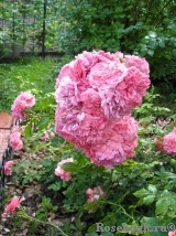 Rosarium Uetersen Rosarium Uetersen