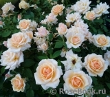 Caron Keating Rose Caron Keating Rose