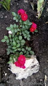 Red Cascade Red Cascade