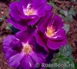 Rhapsody in Blue Rhapsody in Blue