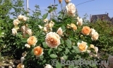 Crown Princess Margareta® Crown Princess Margareta®