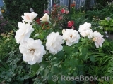Lions Rose Lions Rose
