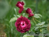 Burgundy Ice Burgundy Ice