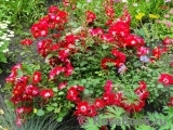 Rouge Meillandecor Rouge Meillandecor
