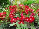 Rouge Meillandecor Rouge Meillandecor